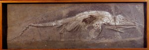 Prähistorie: Fossil von Pareiasaurier, prähistorisches Tier, Paris, Naturkundemuseum von Prehistoric Prehistoric