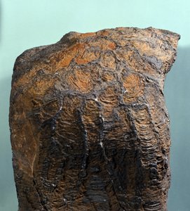 Vorgeschichte: Fossil von Stromatolith, Meeresgestein, archäozoisches Zeitalter. Gefunden in Mauretanien. von Prehistoric Prehistoric