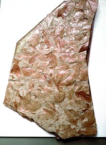 Fossilisierte Blätter aus dem Piemont (Italien). Periode des unteren Quartärs. Museo civico di storia naturale, Mailand