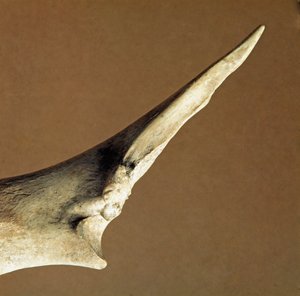 Prähistorie: Messer aus Rinderulna aus der Nekropole von Arene Candide (Finale Liguria), Ligurien. Unteres Neolithikum von Prehistoric Prehistoric