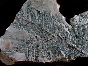 Prähistorie: Periode des höheren Karbon. Fossil von Acitheca Poymorphe aus der Farnfamilie. Fund in Göttelborn in Deutschland von Prehistoric Prehistoric