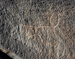Urgeschichte, Felskunst: Gravur eines Rindes. Tazina-Stil. Steinzeit 5000-2000 v. Chr. Taghit, Hochplateau des Hoggar (Ahaggar), Algerien von Prehistoric Prehistoric
