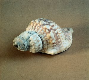 Prähistorie: durchbohrte Triton-Nodifer-Schale, verwendet als Pfeife aus der Nekropole von Arene Candide (Finale Ligurien), Ligurien. Mittleres Neolithikum, Steinzeit