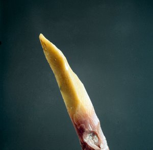 Prähistorie: Feuersteinspitze aus der Nekropole von Arene Candide (Finale Liguria), Ligurien. Oberes Paläolithikum, Steinzeit. Genua, Museo di archeologia Ligure