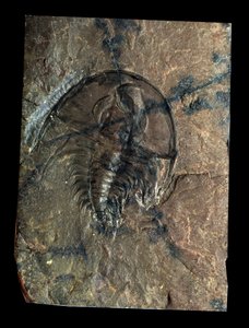 Urgeschichte: Trilobit Olenellus Fossil (Gliederfüßer). Zeitalter des Paläozoikums, Periode des Kambriums. Fund in Utah, Vereinigte Staaten von Prehistoric Prehistoric
