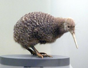 Präpariertes Kiwi-Vogel-Exemplar (Apterygidae), flugunfähig. Auckland Museum, Neuseeland von Prehistoric Prehistoric