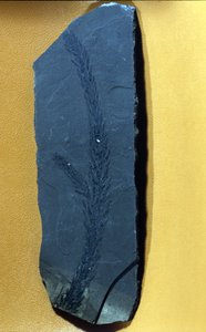 Vorgeschichte: Glyptolepsis keuperiana, fossile Konifere der Obertriaszeit, Mesozoikum. von Prehistoric Prehistoric
