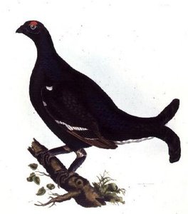Auerhuhn, aus 