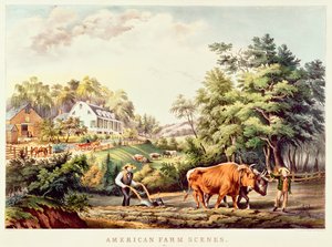 Purpurreiher, aus 