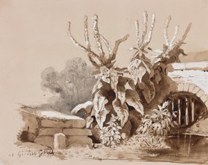 Studie von Pflanzen an einem Graben, mit Ergänzungen eines Lehrers, 1856 von Prince Gaetano Maria Federico di Borbone