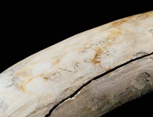 Punic Kunst: Elfenbeinverteidigung mit eingravierter Inschrift. Aus Bajo de la Campana (Cartagena) Museo de Cartagena Cartagena Spanien von Punic Punic
