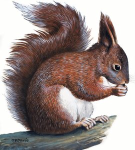 Rotes Eichhörnchen von R.B. Davis