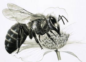 Arbeiterbiene sammelt Nektar von Blume