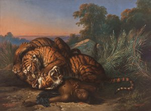 Kämpfende Tiger über der Leiche eines Javaners