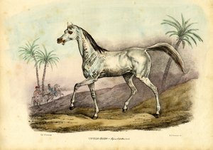 Arabisches Pferd, 1863-79