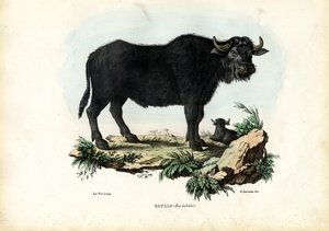 Büffel, 1863-79 von Raimundo Petraroja