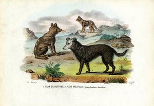Hunde von Raimundo Petraroja