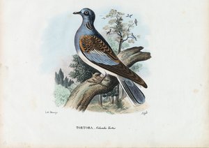 Europäische Turteltaube, 1863-79 von Raimundo Petraroja