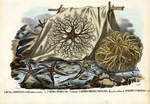 Gorgonenhaupt von Raimundo Petraroja