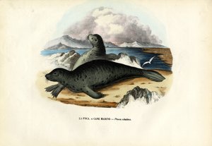 Hafenrobbe, 1863-79 von Raimundo Petraroja