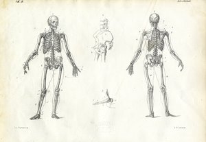 Menschliches Wesen, 1863-79 von Raimundo Petraroja
