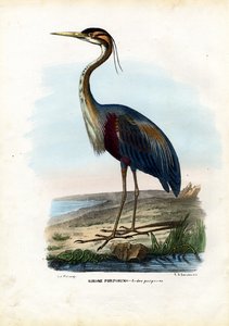 Purpurreiher, 1863-79