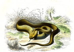 Vipern-Speer (Cophias Lanceolatus) - Tafel aus Naturgeschichte von Bernard Germain de Lacepede von Raimundo Petraroja