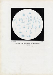 Rädertierchen, 1863-79