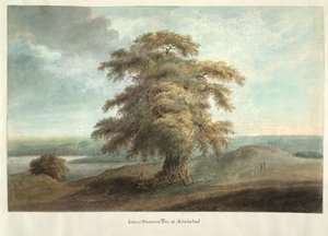 Imlee oder Tamarindenbaum in Allahabad