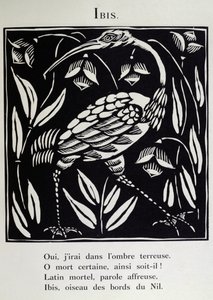 Der Ibis, Illustration aus 