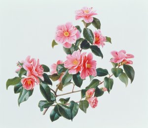 Kamelie Japonica Tricolor