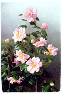 Kamelie Japonica Sorte