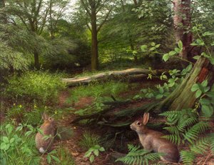Im Wald - ein Mittsommerabend