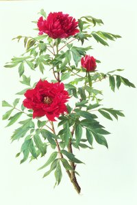 Japanische Baum-Pfingstrose