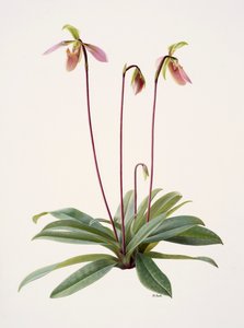 Pophiopedrium appletonianum
