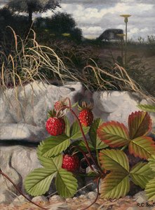 Erdbeeren