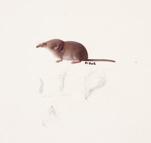 Studie einer Spitzmaus