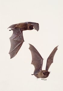 Zwei Studien einer Zwergfledermaus