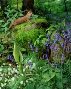 Wiesel mit Frühlingsblumen