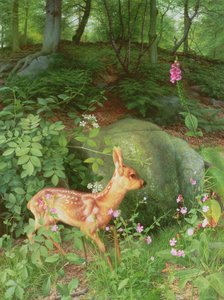 Junges Reh im Adel-Wald