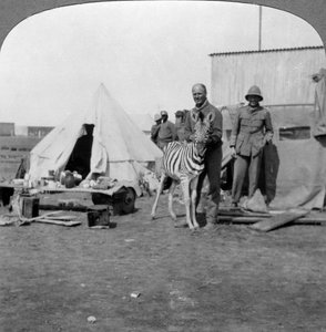 Südafrikanische Kanoniere mit ihrem Zebra-Haustier, Ostafrika, Erster Weltkrieg, 1914-1918
