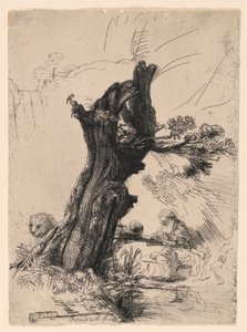 Heiliger Hieronymus neben einer Kopfweide von Rembrandt van Rijn