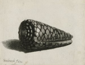 Die Muschel (Conus marmoreus) (1650)
