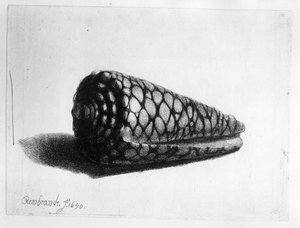 Die Muschel (Conus marmoreus) 1650