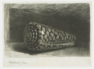 Die Muschel