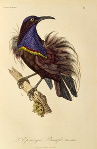 Erwachsener männlicher Paradiesgewehrvogel (Ptiloris paradiseus), Gravur aus Histoire naturelle des oiseaux de paradis et des epimagues