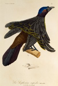 Erwachsenes Männchen des Überragenden Paradiesvogels (Lophorina superba), Gravur aus der Histoire naturelle des oiseaux de paradis et des epimagues
