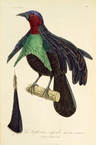 Erwachsenes Männchen des Pracht-Paradiesvogels (Lophorina superba), Gravur aus Histoire naturelle des oiseaux de paradis et des epimagues