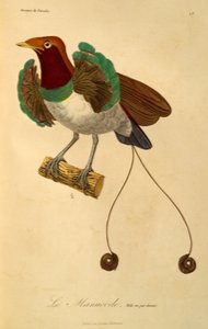Männchen des König-Paradiesvogels (Cicinnurus regius), Gravur aus der Histoire naturelle des oiseaux de paradis et des epimagues