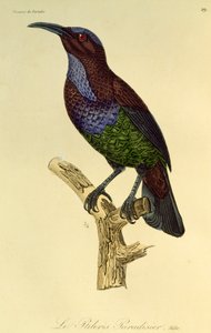 Männchen des Paradiesgewehrvogels, Gravur aus Histoire naturelle des oiseaux de paradis et des epimagues